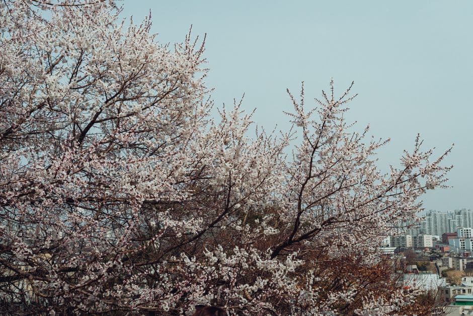 공원 벚꽃